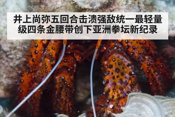 井上尚弥五回合击溃强敌统一最轻量级四条金腰带创下亚洲拳坛新纪录